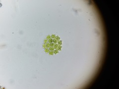 Pediastrum duplex rugulosum
