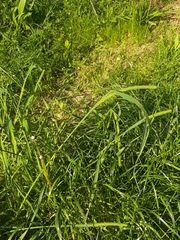 Phleum pratense