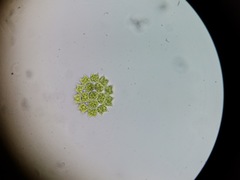 Pediastrum duplex rugulosum