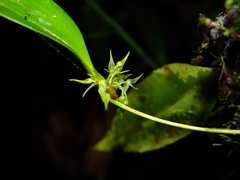 Pleurothallis ruscifolia