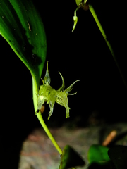 Pleurothallis ruscifolia