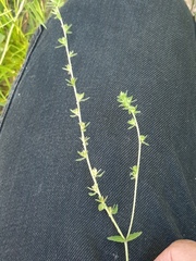 Veronica arvensis