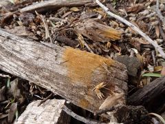 Battarrea phalloides