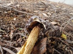 Battarrea phalloides
