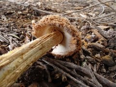 Battarrea phalloides