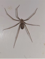 Loxosceles simillima