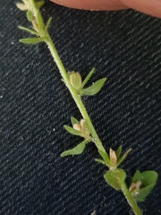 Veronica arvensis