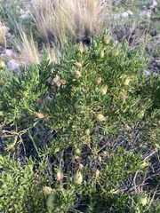 Baccharis buxifolia