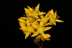 Sedum lanceolatum lanceolatum