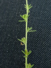 Veronica arvensis