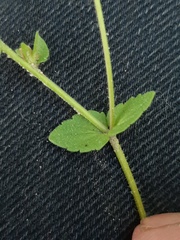 Veronica arvensis