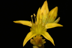 Sedum lanceolatum lanceolatum