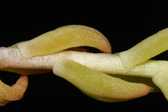 Sedum lanceolatum lanceolatum