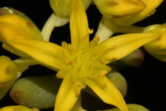 Sedum lanceolatum lanceolatum
