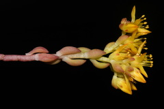 Sedum lanceolatum lanceolatum