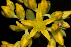 Sedum lanceolatum lanceolatum