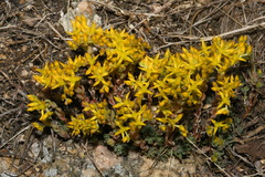 Sedum lanceolatum lanceolatum