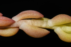 Sedum lanceolatum lanceolatum