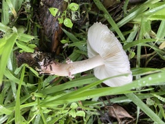 Lepiota decorata