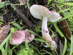 Lepiota decorata