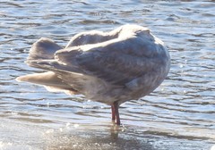 Larus glaucescens