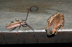 Orthomegas cinnamomeus