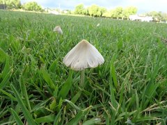 Conocybe apala