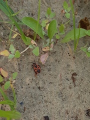 Pyrrhocoris apterus