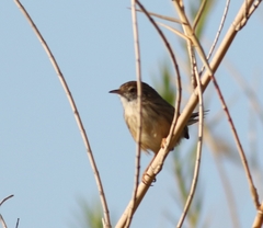 Prinia lepida