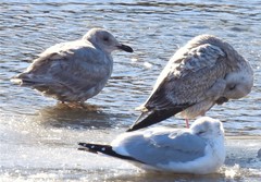Larus glaucescens