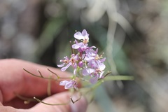Thelypodiopsis elegans