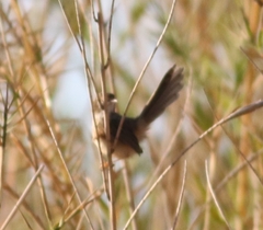 Prinia lepida