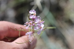 Thelypodiopsis elegans