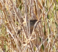 Prinia lepida