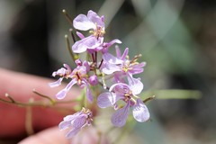 Thelypodiopsis elegans