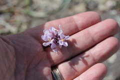 Thelypodiopsis elegans
