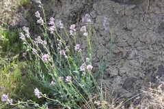Thelypodiopsis elegans