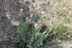 Thelypodiopsis elegans