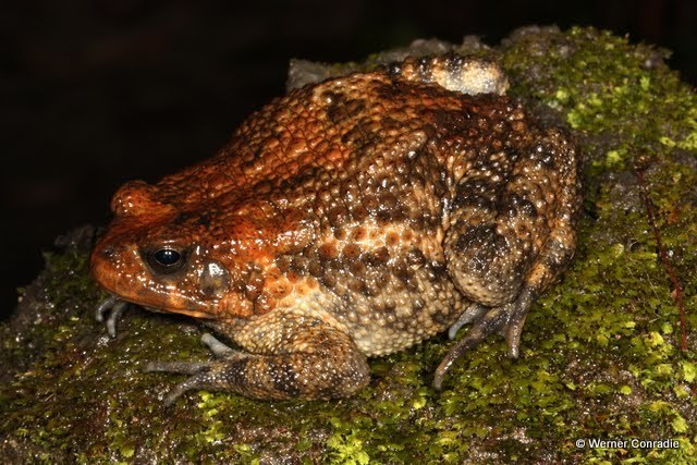 Angola Toad