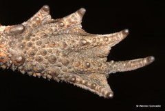Sclerophrys funerea