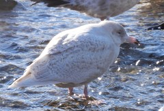 Larus hyperboreus