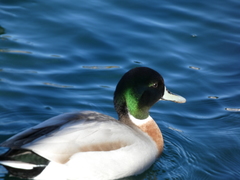 Anas platyrhynchos × acuta