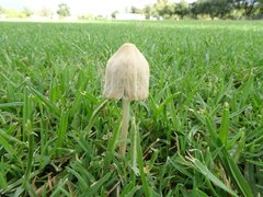Conocybe apala