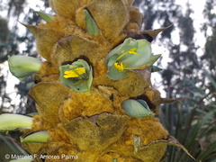 Puya glomerifera