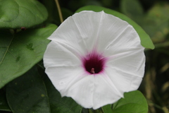 Ipomoea anisomeres