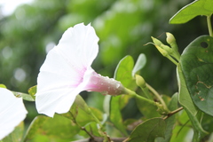 Ipomoea anisomeres