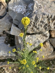Descurainia myriophylla