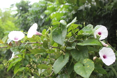 Ipomoea anisomeres