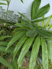 Chamaedorea cataractarum