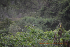 Tyrannus niveigularis